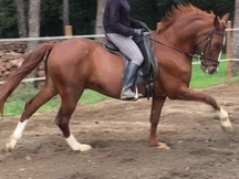 Vendo caballo alazan