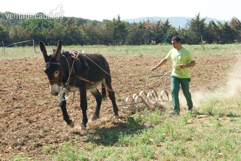 Burros catalan - vendo burro catalan