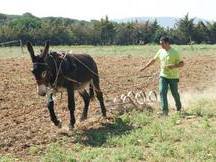 vendo burro catalan