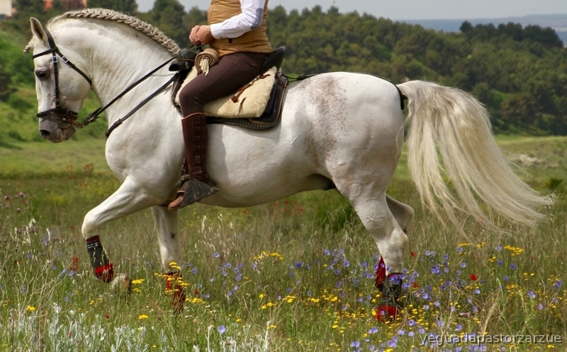 SE VENDE CABALLO PRE in 