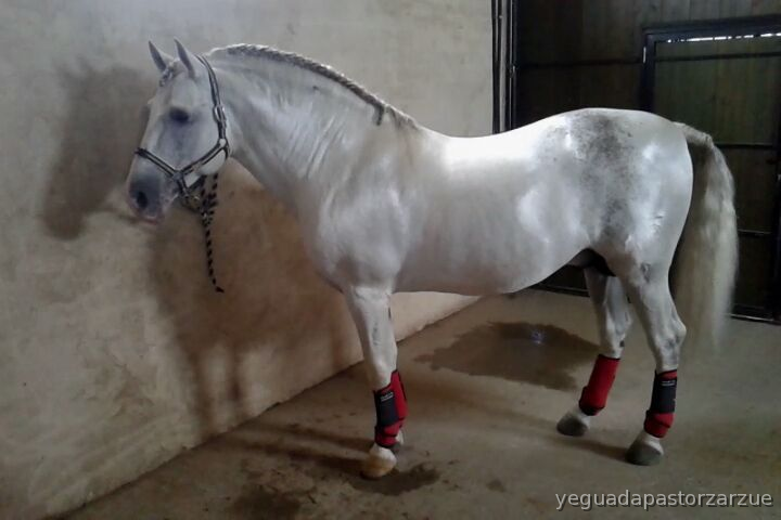 Caballos Pura Raza Española (P.R.E.) Pura Raza Española - SE VENDE CABALLO PRE