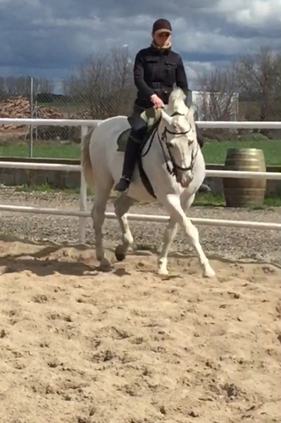 SE VENDE CABALLO PRE - Caballos Pura Raza Española (P.R.E.) Pura Raza Española