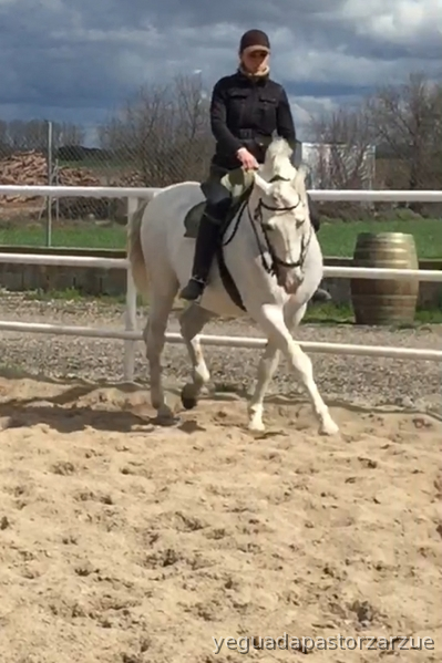 SE VENDE CABALLO PRE - Caballos Pura Raza Española (P.R.E.) Pura Raza Española