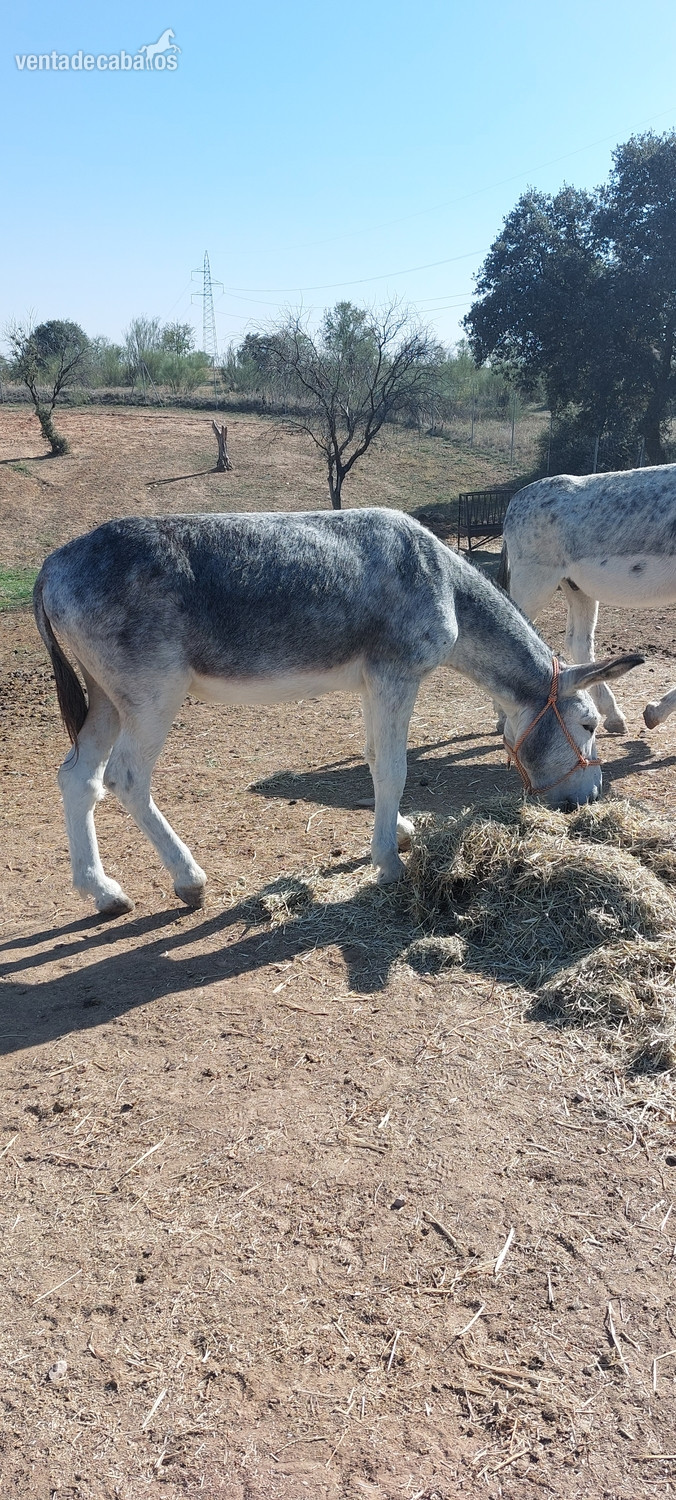 Burro en venta  in 