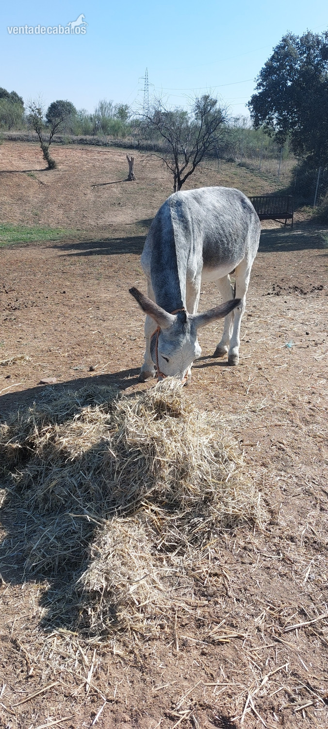 Burros EMPTY - Burro en venta 