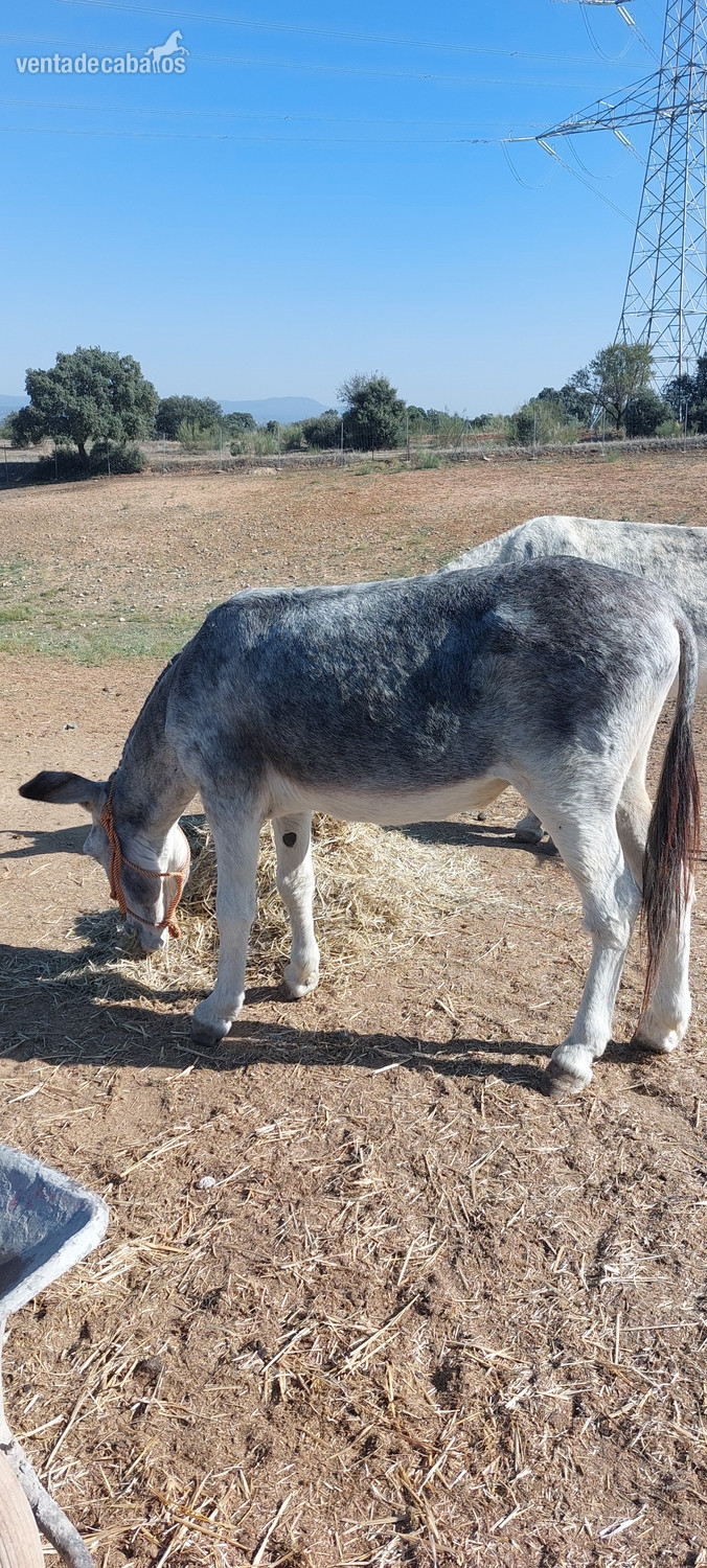 Burro en venta  - Burros EMPTY