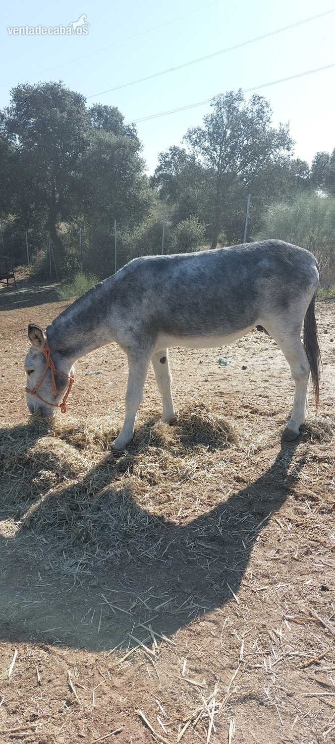 Burro en venta  - EMPTY
