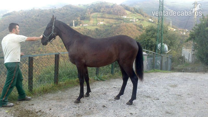 Caballos Pura Raza Española (P.R.E.) Pura Raza Española - potra de concurso