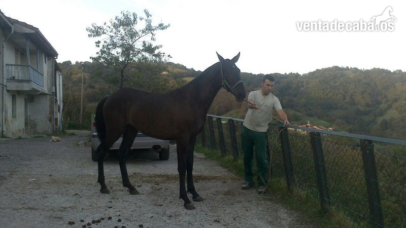 potra de concurso - Caballos Pura Raza Española (P.R.E.) Pura Raza Española