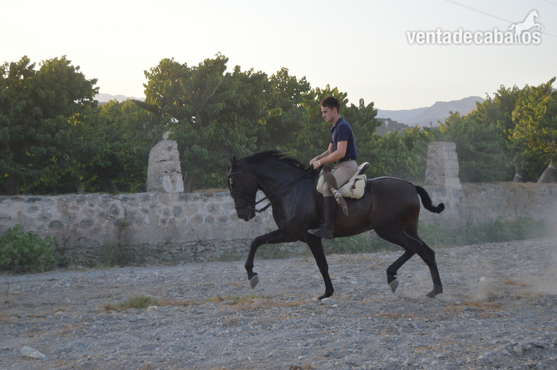 Hispano-Arabe