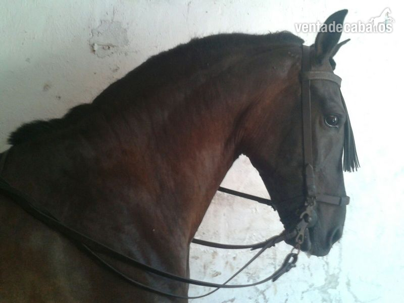 Hispano-Arabe {TYPE}