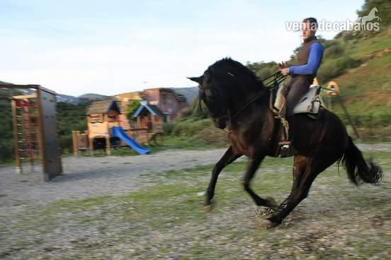 Caballos Capados Hispano-Arabe - jaca cruzada hispano arabe