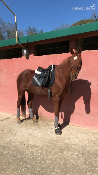 Vendo caballo anglo-árabe in 