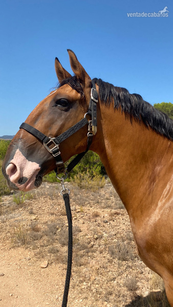 Caballo de Alta Escuela Lusitano in 