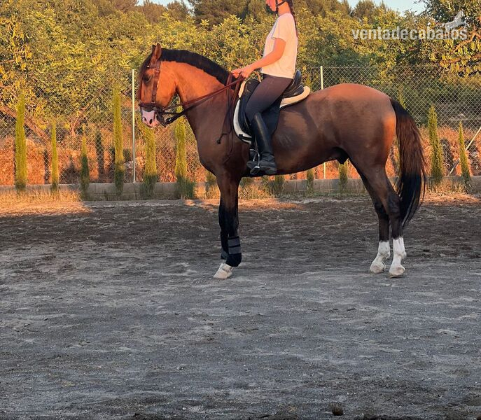 Lusitano