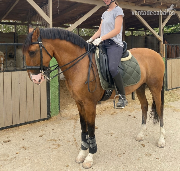 Lusitano {TYPE}