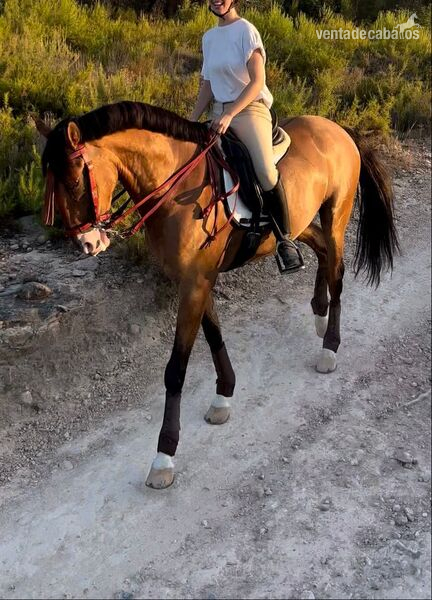 Caballos Capados Lusitano - Caballo de Alta Escuela Lusitano