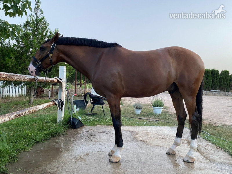 Caballo de Alta Escuela Lusitano - Caballos Capados Lusitano