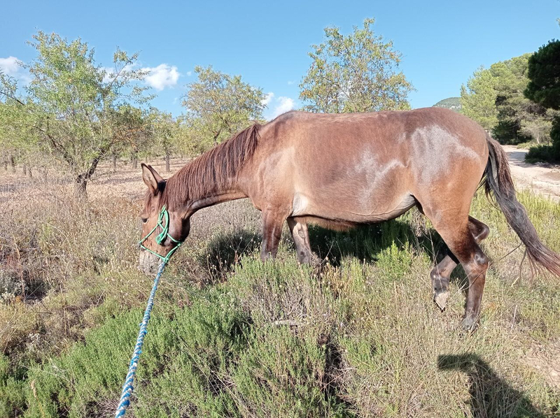 Se vende Mula  - Burros Mula