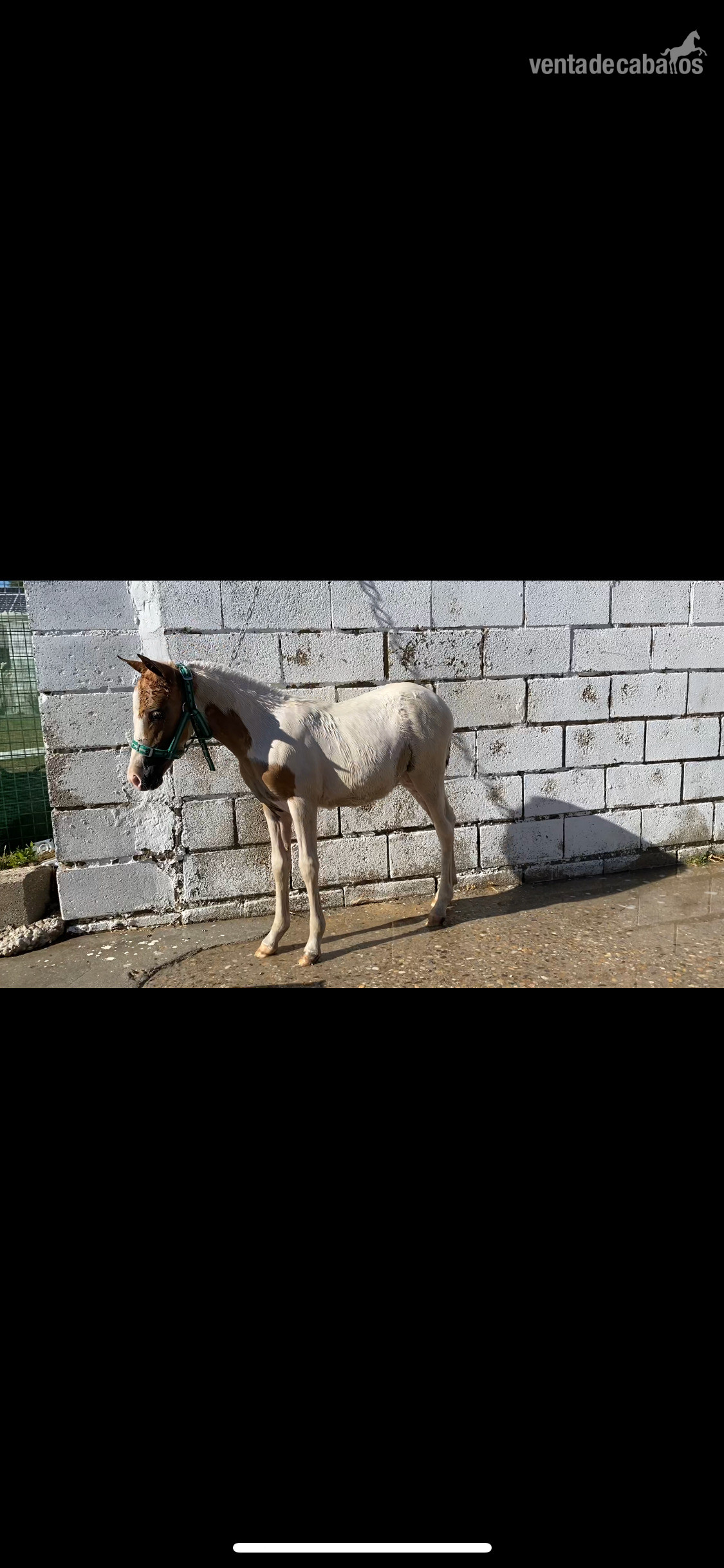 Ponis Pony Club EMPTY - potra pia super chata