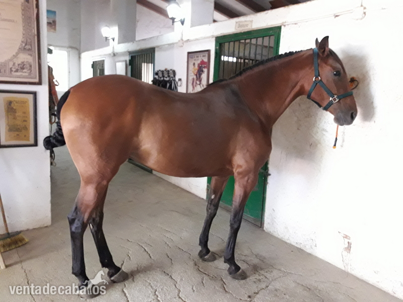 YEGUA LUSITANA. PADRE CABALLO HIERRO DE VEIGA in 