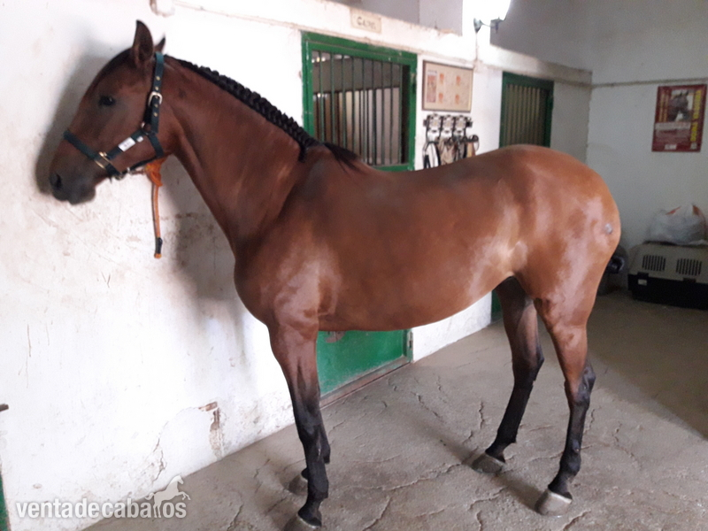 lusitano