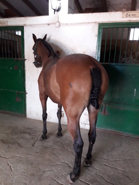lusitano {TYPE}