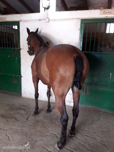 lusitano {TYPE}