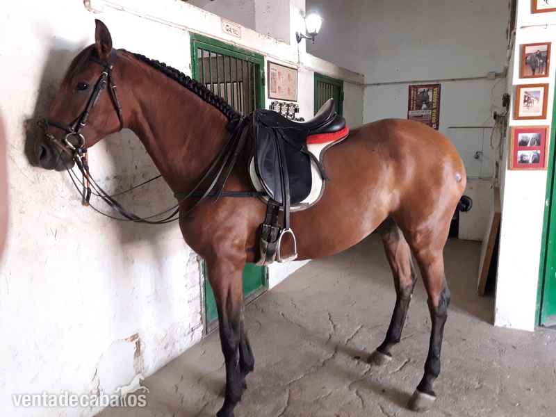 YEGUA LUSITANA. PADRE CABALLO HIERRO DE VEIGA - Yeguas lusitano