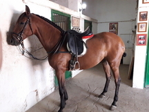 YEGUA LUSITANA. PADRE CABALLO HIERRO DE VEIGA