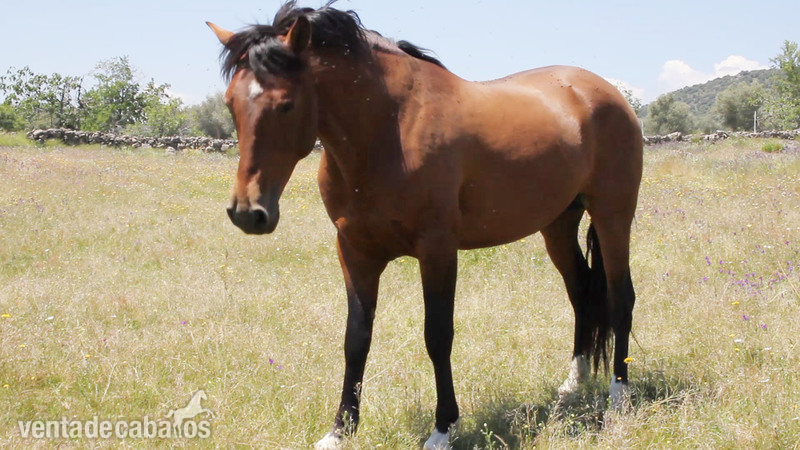 Caballos Pura Raza Española (P.R.E.) Pura Raza Española - Caballo PRE castaño encendido Cuatralbo