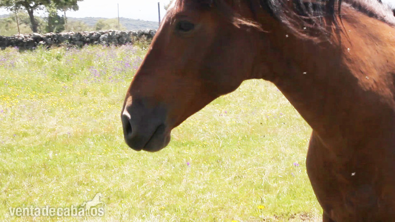 Caballo PRE castaño encendido Cuatralbo - Caballos Pura Raza Española (P.R.E.) Pura Raza Española