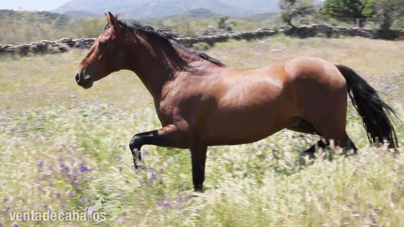 Caballo PRE castaño encendido Cuatralbo - Pura Raza Española