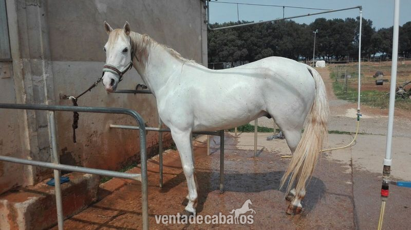 vendo pura raza arabe in 