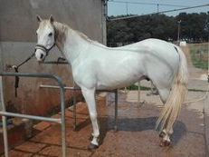 vendo pura raza arabe
