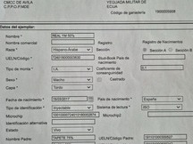 hispano arabe de salto 8 años castrado