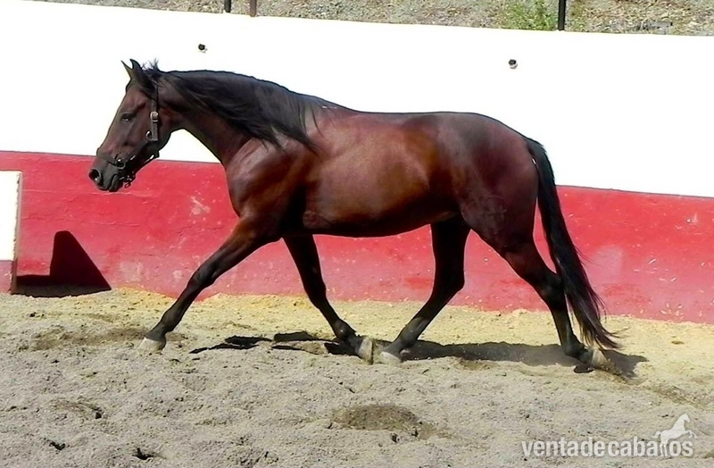 caballo pre capado con potencial in 
