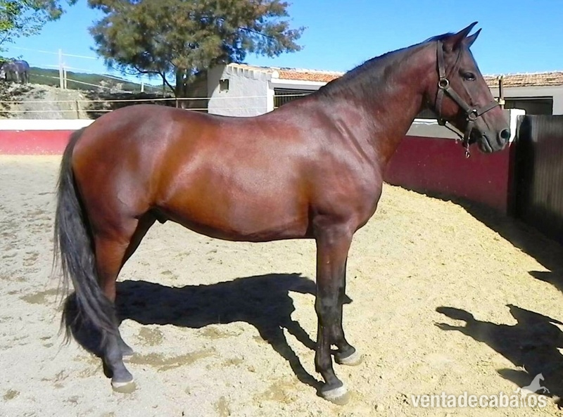 Andaluz