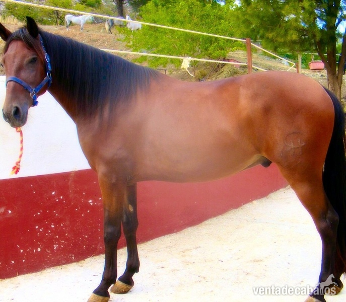 Caballos Pura Raza Española (P.R.E.) Andaluz - caballo pre capado con potencial