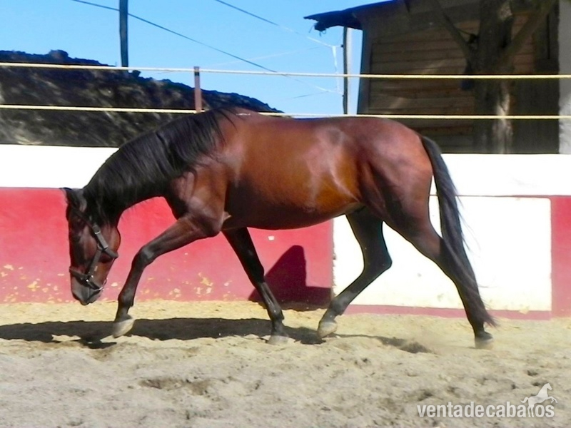 caballo pre capado con potencial - Caballos Pura Raza Española (P.R.E.) Andaluz
