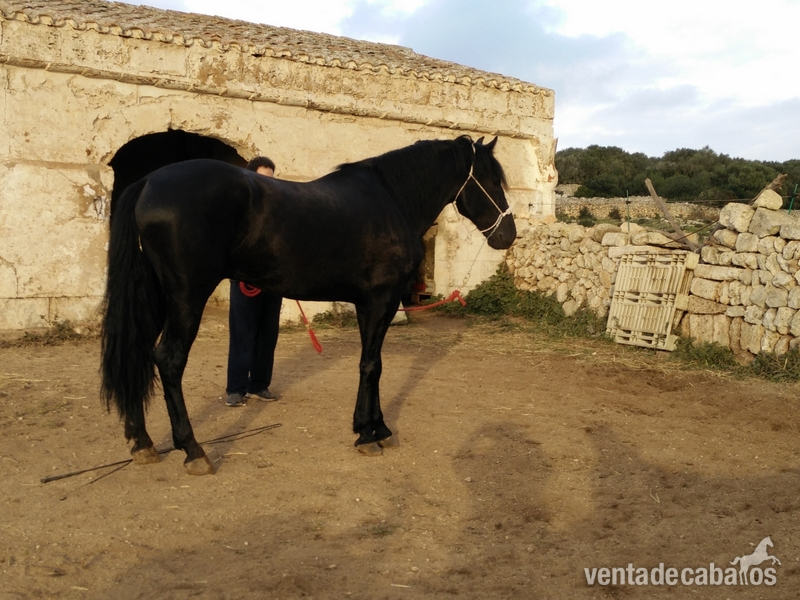En venta caballo  Menorquin.  in 