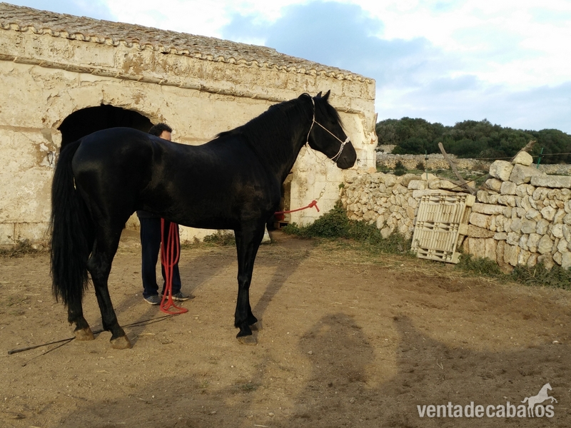 Menorquina