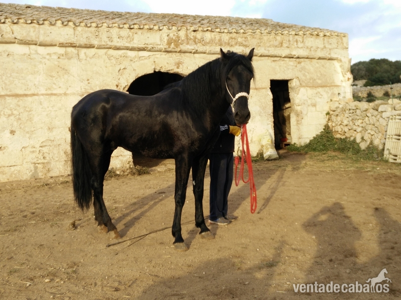 Menorquina {TYPE}