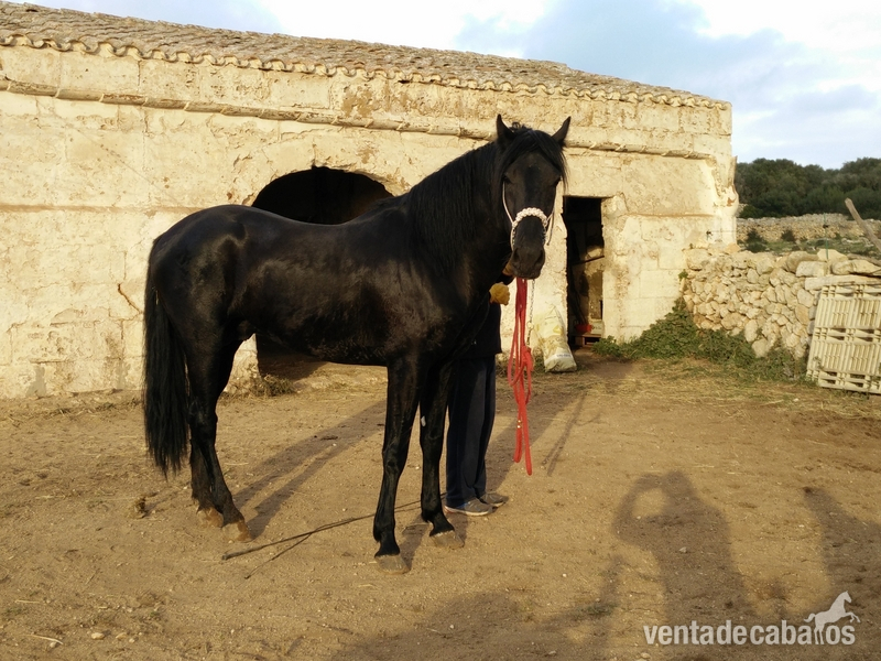 Caballos Enteros Menorquina - En venta caballo  Menorquin. 