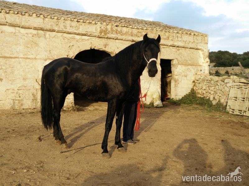 En venta caballo  Menorquin.  - Caballos Enteros Menorquina