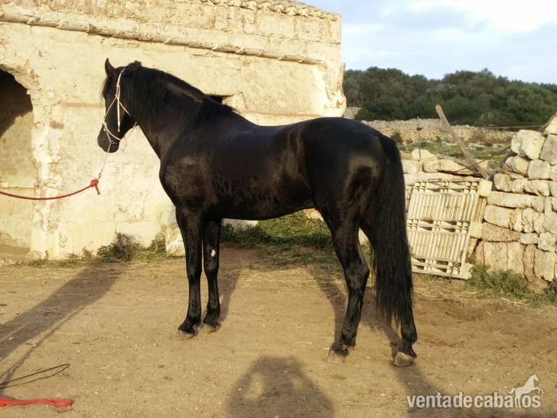 En venta caballo  Menorquin.  - Menorquina