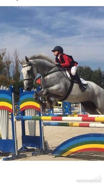 Vendo Caballo de Salto in 