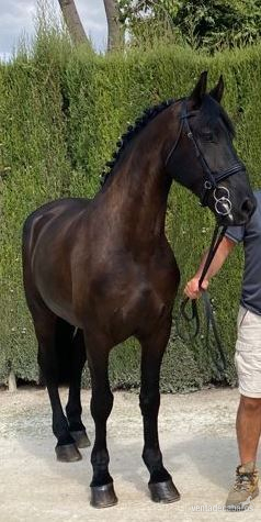 ARABO FRISON
