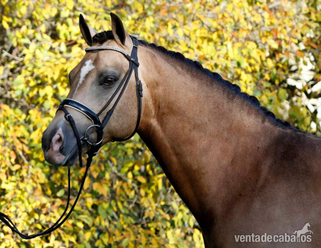 hanoverian