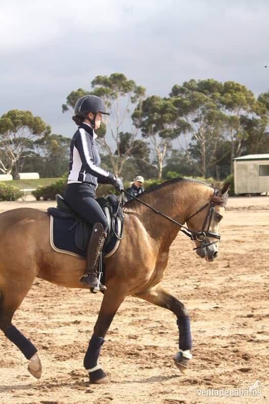Caballos Capados hanoverian - Extraordinario entrenador de doma de 8 años 162 cm castrado maestro de escuela